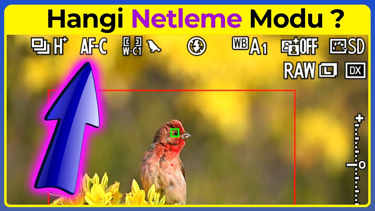 Otomatik Netleme Modları Nedir? | AF-S mi AF-C mi? | Nikon Otomatik Odaklama Modu Neye G&ouml;re Se&ccedil;ilir?