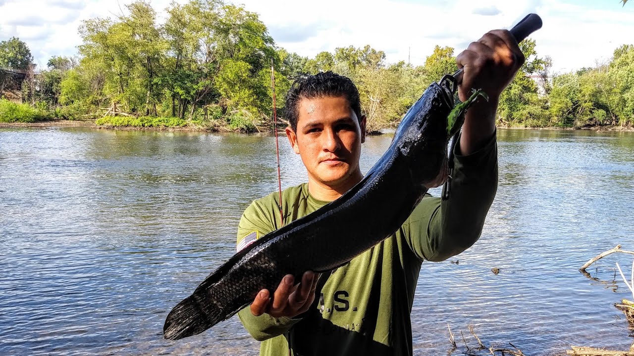 Pesca y Cocina del Pez Cabeza de Serpiente
