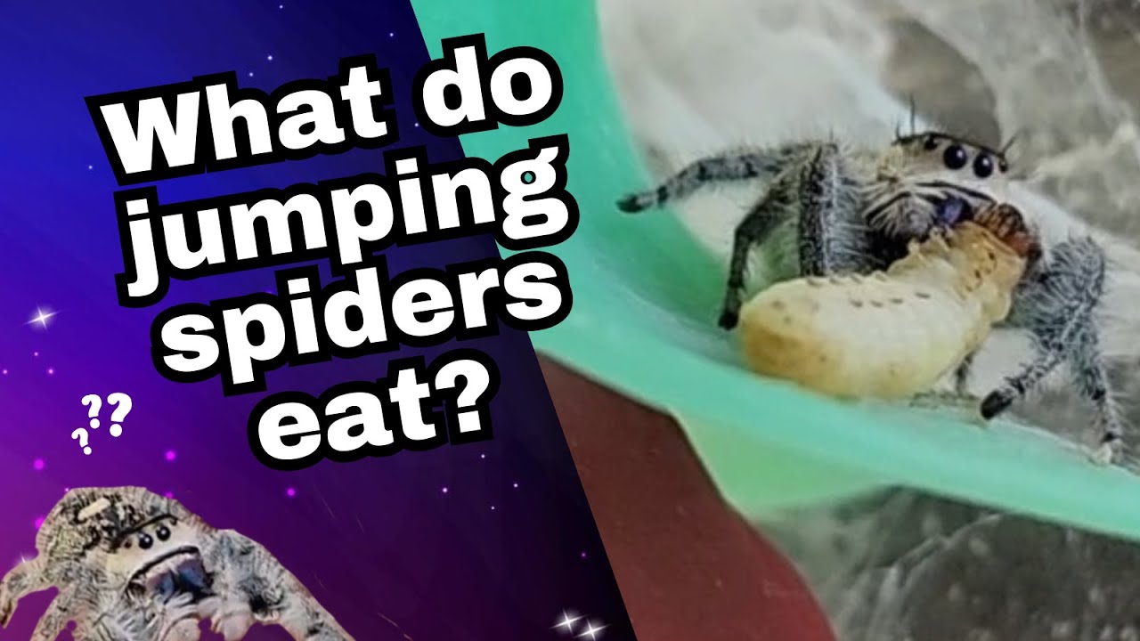 What do jumping spiders eat? | Feeding my jumping spiders