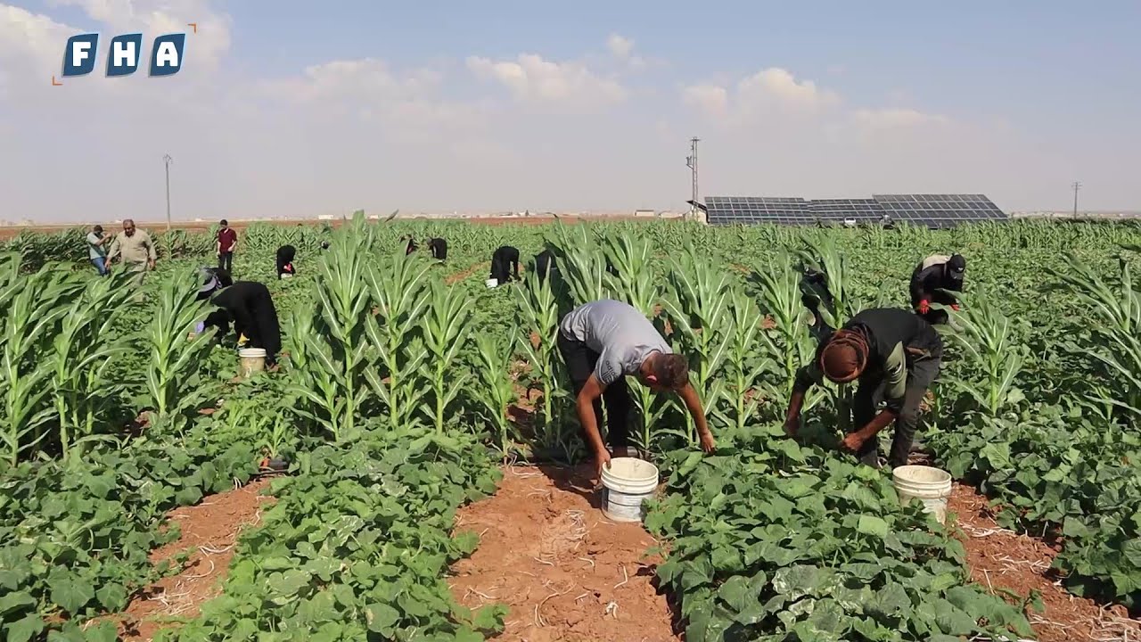 بدء موسم قطاف الخيار البلدي في مدينة أخترين حيث يواجه المزارعون صعوبات متعددة
