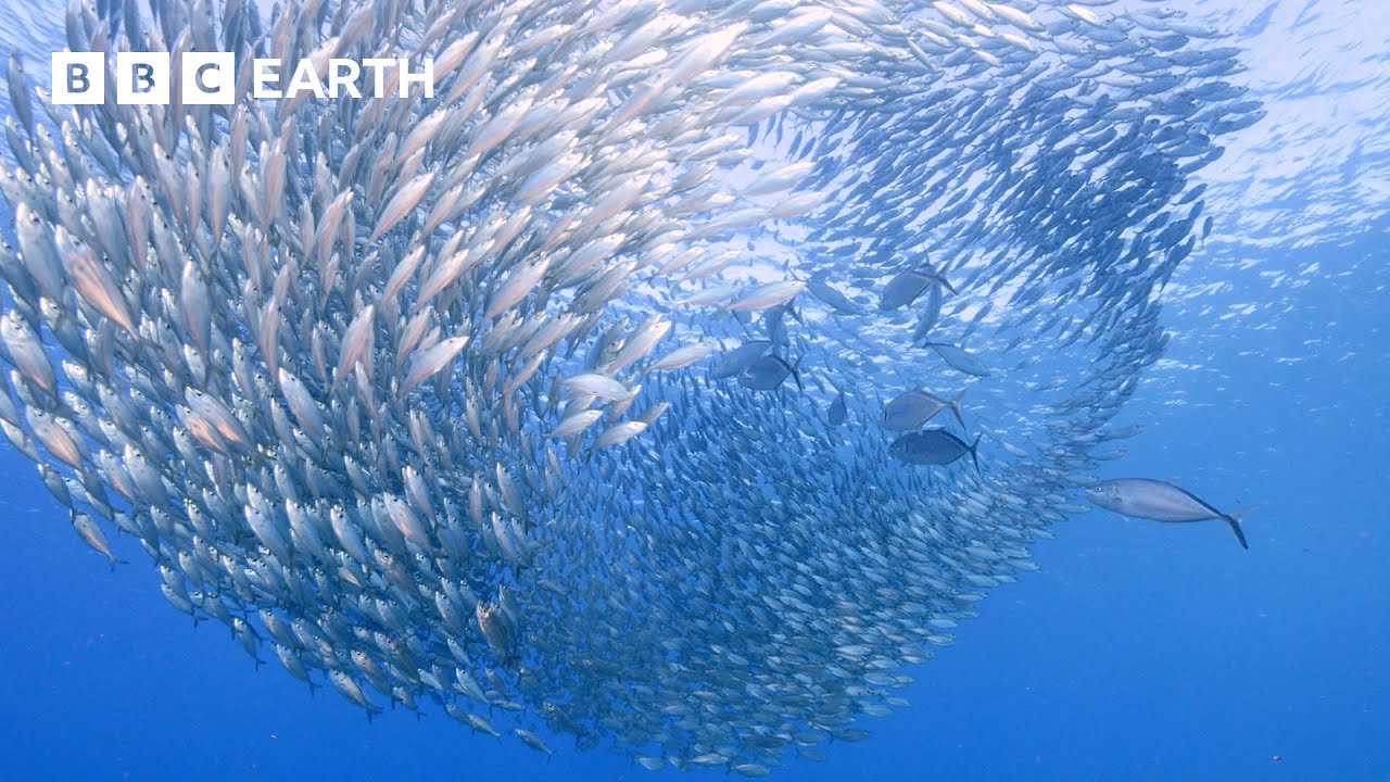 The Biggest Migration on the Planet | Into the Deep | BBC Earth Kids