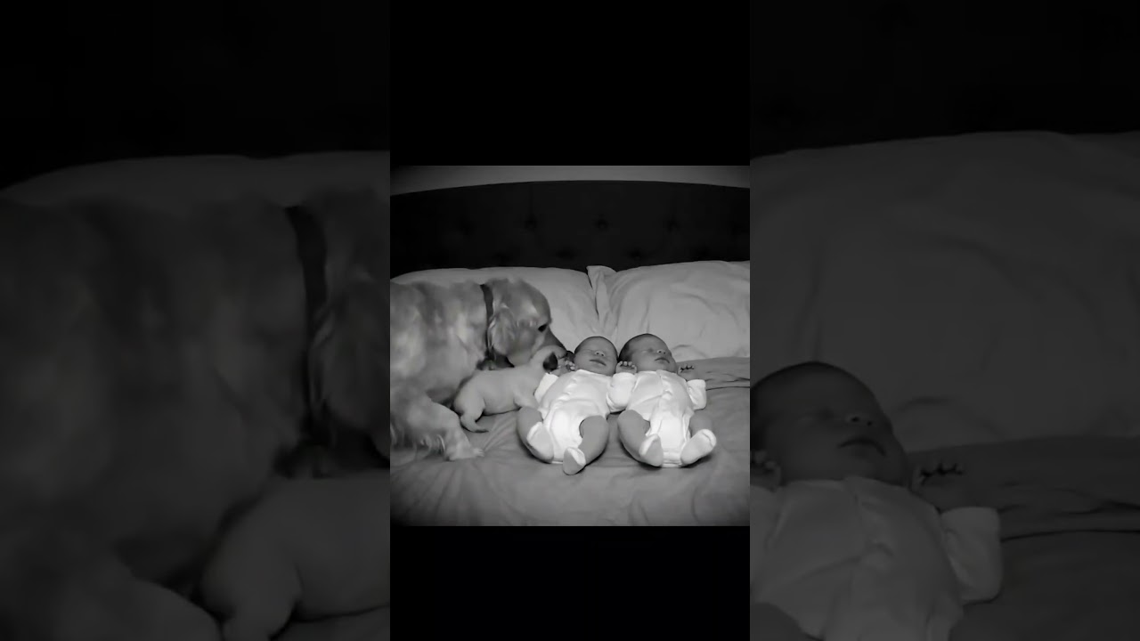 Golden Retriever Brings Her Puppy to Sleeping Twins