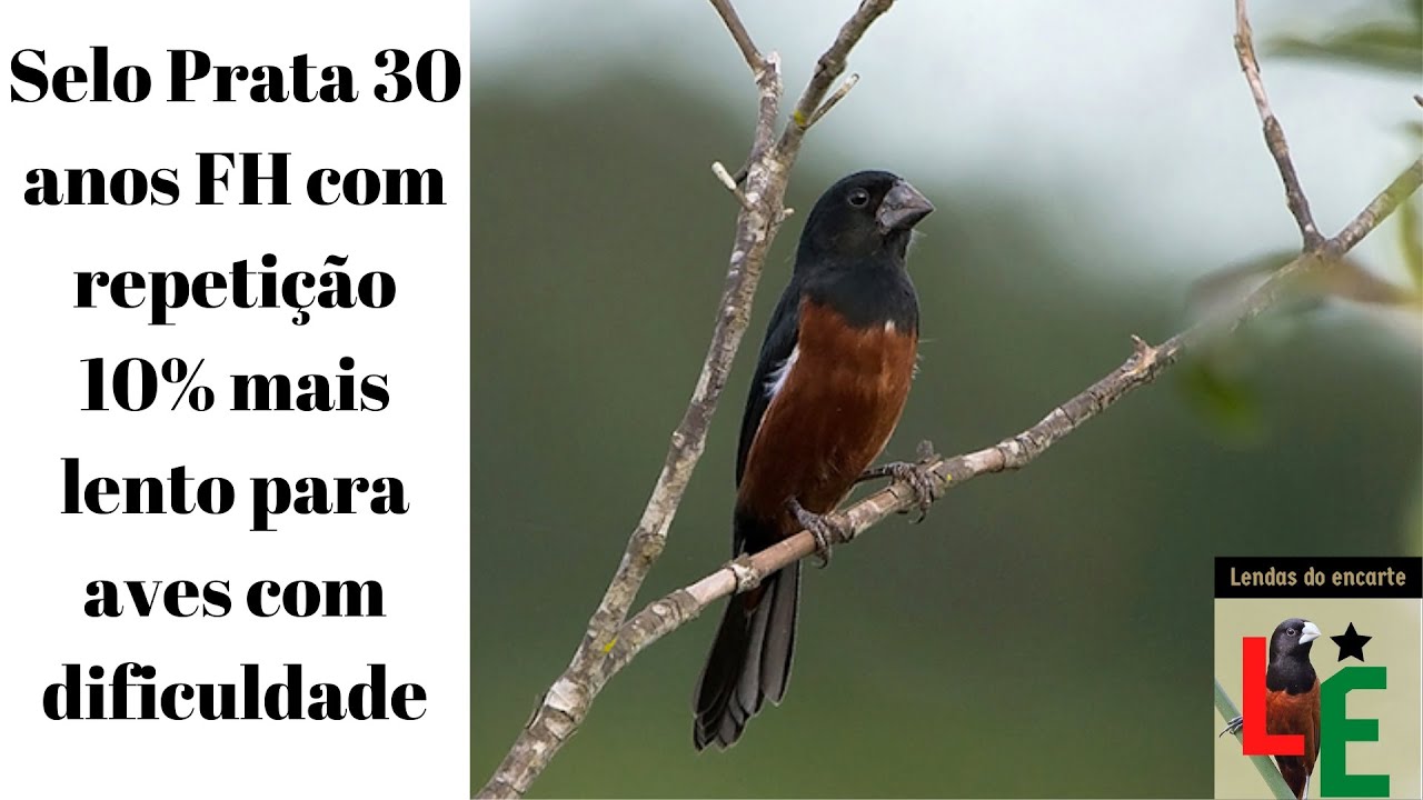 Selo Prata 30 anos FH com repeti&ccedil;&atilde;o 10% mais lento para aves com dificuldade