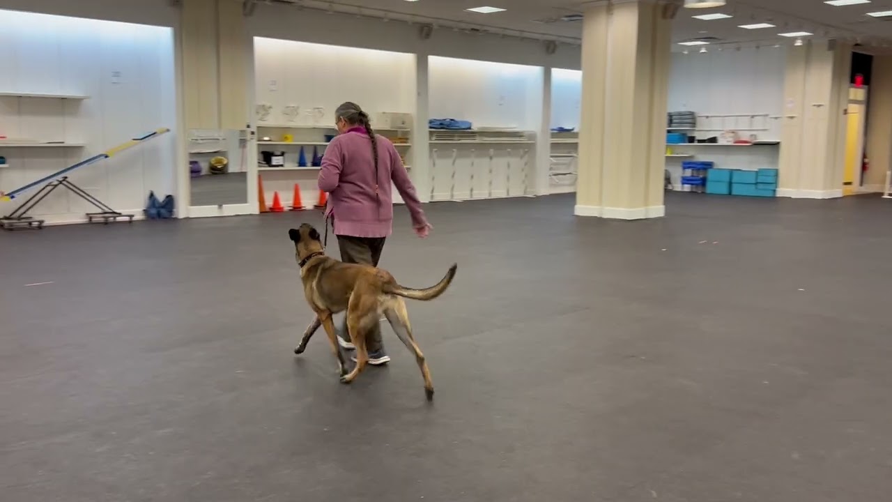 Heeling, heeling, heeling!