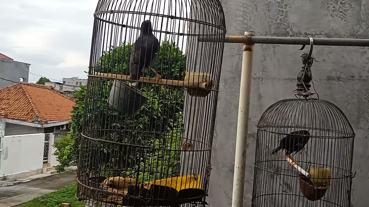 Jalak kebo Saling Bersahutan