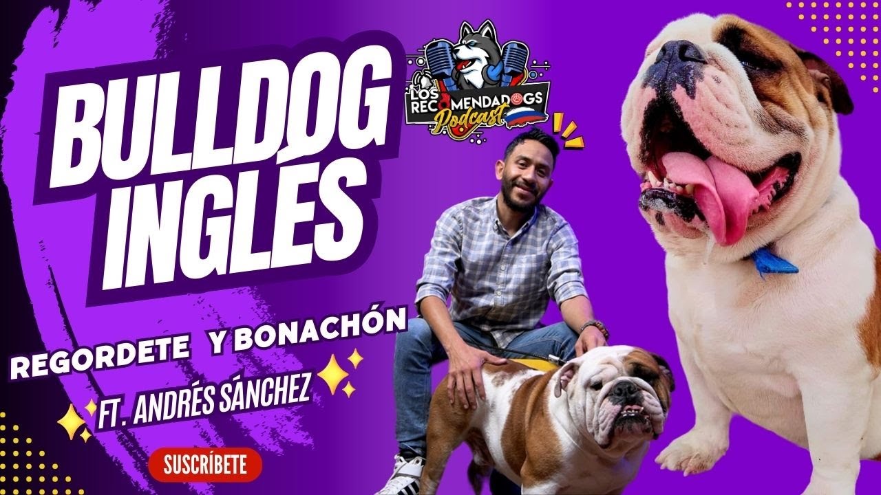 Bulldog Inglés: Gracias a un Bulldog mi hijo pudo caminar Ep 11 Los RecomendaDogs