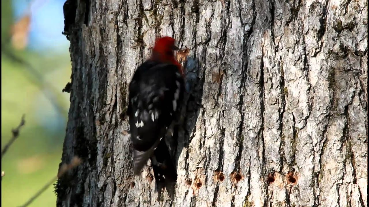 Red-breasted Sapsucker Drilling