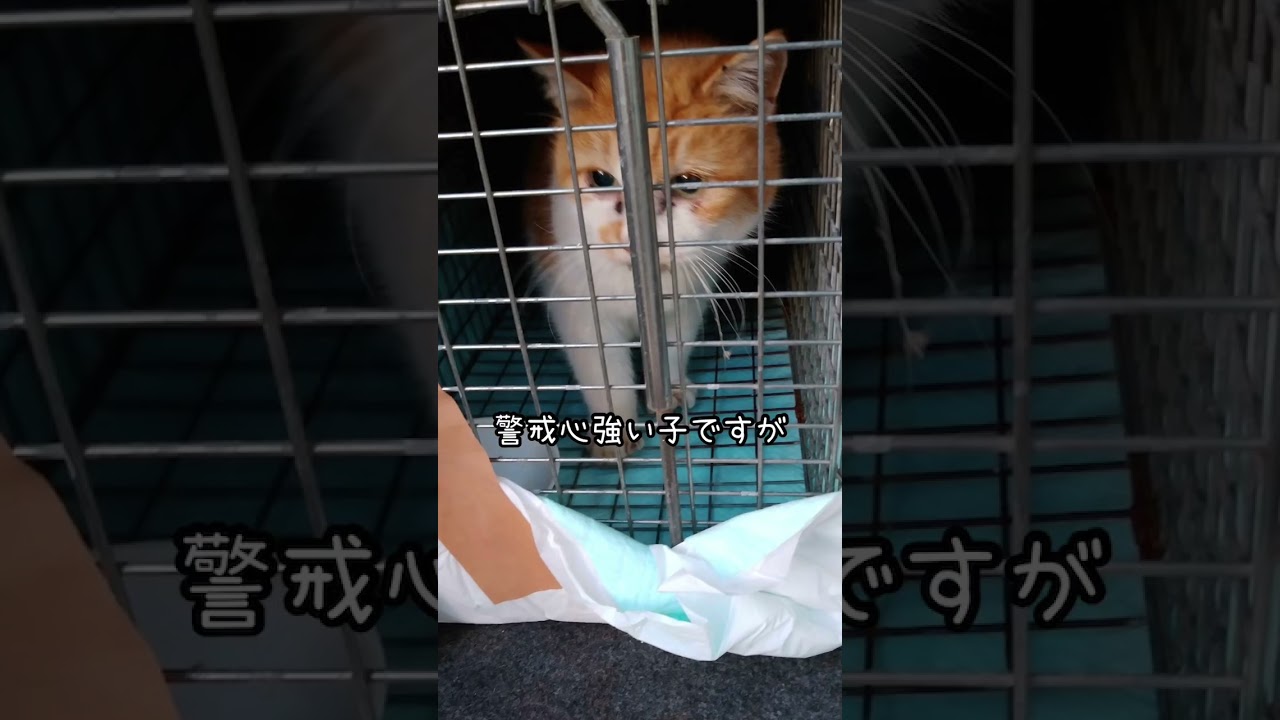 13才の黄色ちゃん、家猫生活はじめます！