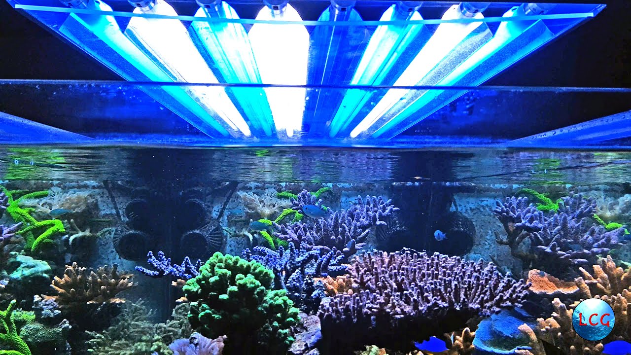 L'illuminazione nell'acquario marino di barriera