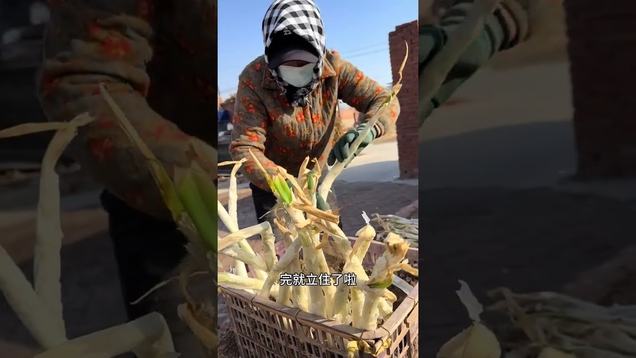 Can you believe that scallions that have been frozen all winter can regain their vitality