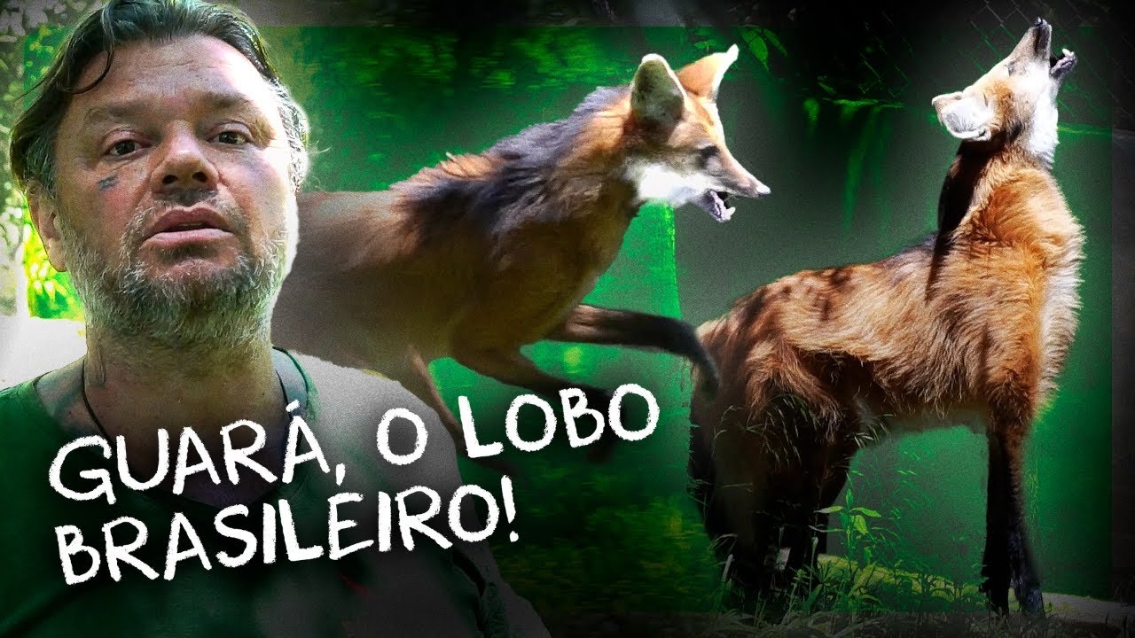 O MAIOR LOBO BRASILEIRO E UM DOS MAIS ALTOS DO MUNDO! | RICHARD RASMUSSEN