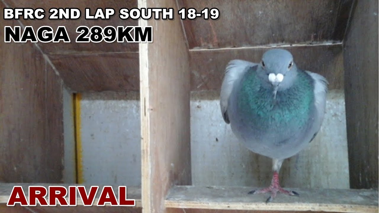 BFRC 2ND  LAP SOUTH 18-19 NAGA 289KM ARRIVAL RACING PIGEON