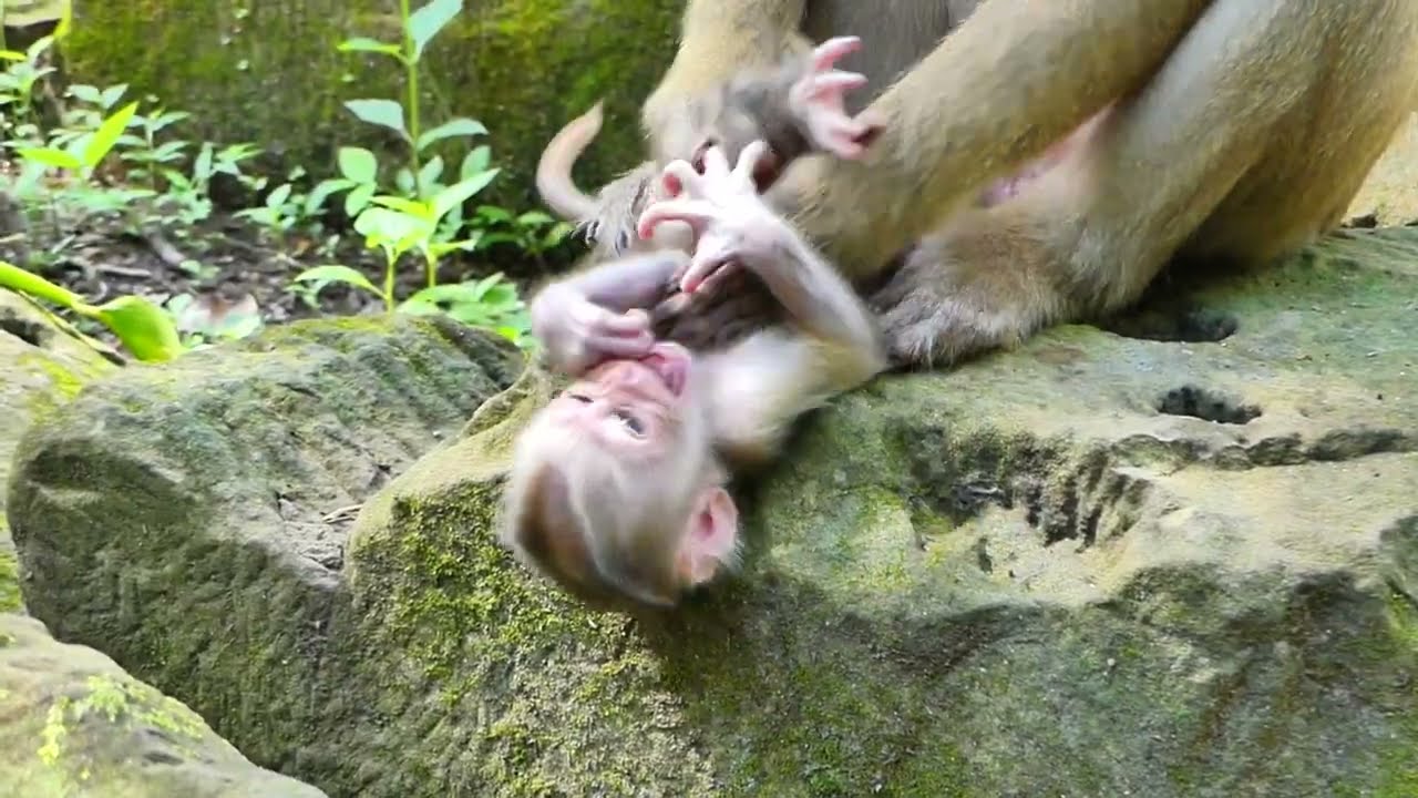 hoo! noo! mom mom need for milk