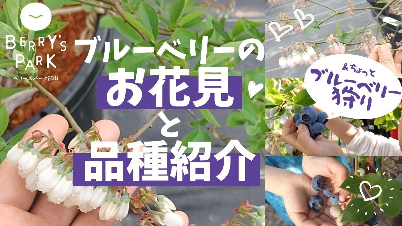 2020年ブルーベリーのお花見とぷちブルーベリー狩り～ベリーズパーク郡山～