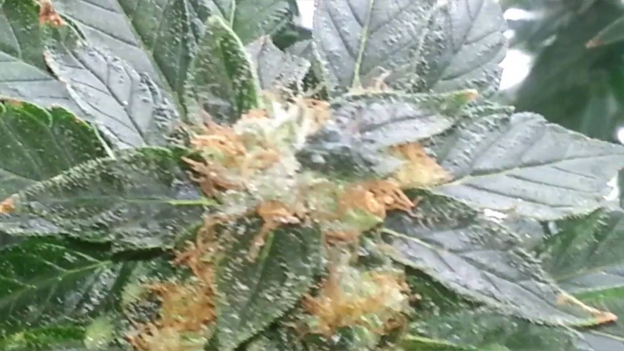 Overdrive time start of week 7 of flower bud shots without led on