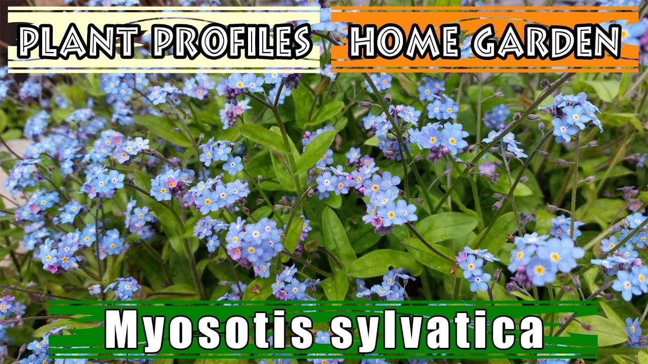 Myosotis sylvatica | Garden Forget-Me-Not