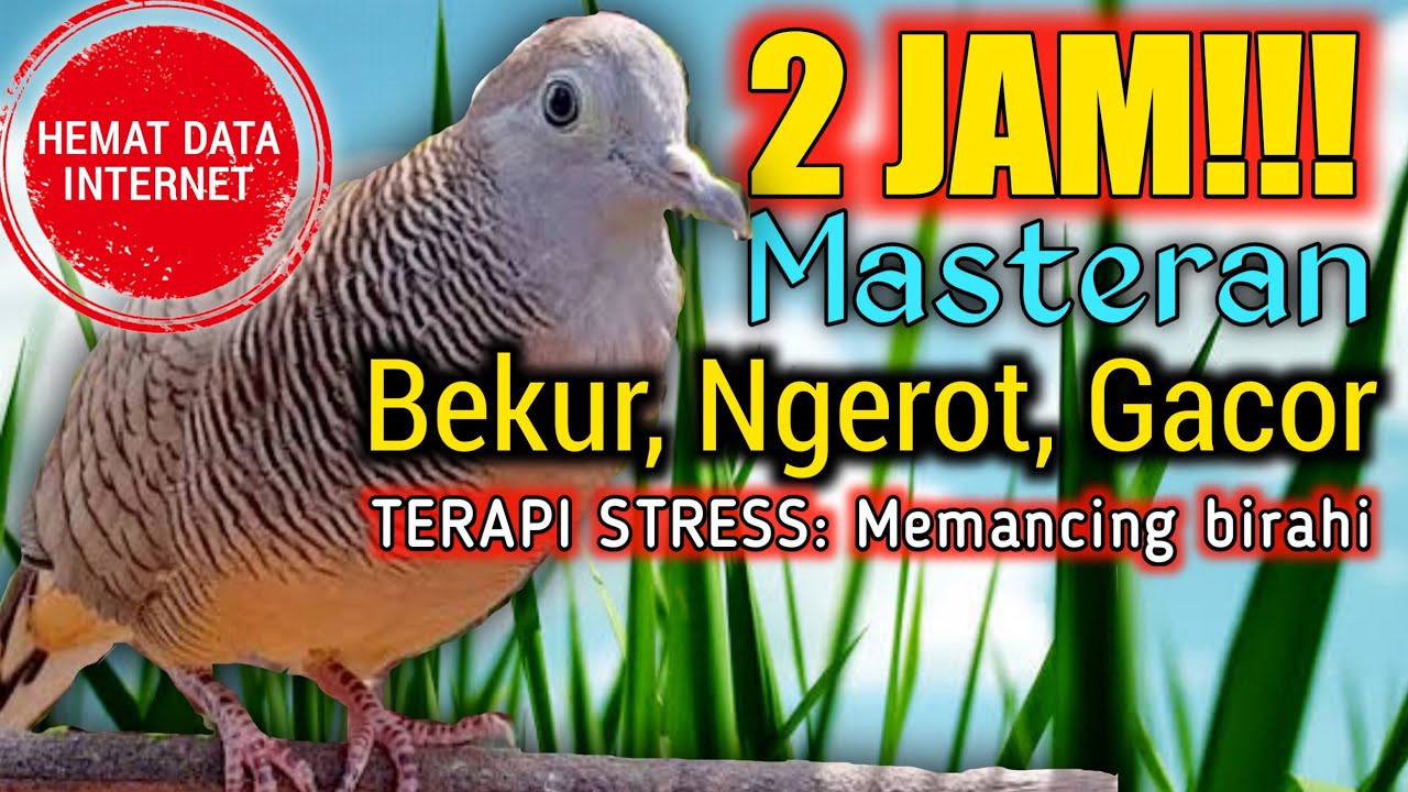 SUARA PERKUTUT LOKAL 2JAM FULL‼️  HEMAT KUOTA‼️ Pancingan suara perkutut pikat jantan betina‼️ MP3