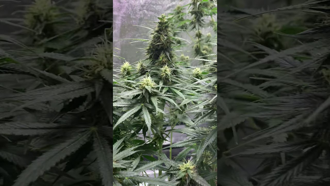 Glueberry og vs critical jack