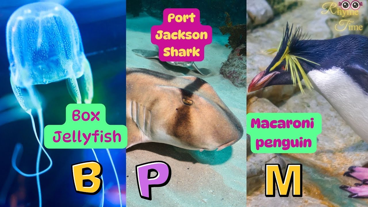 aquatic animals abc + learn abc with starfish jellyfish whale shark and penguin