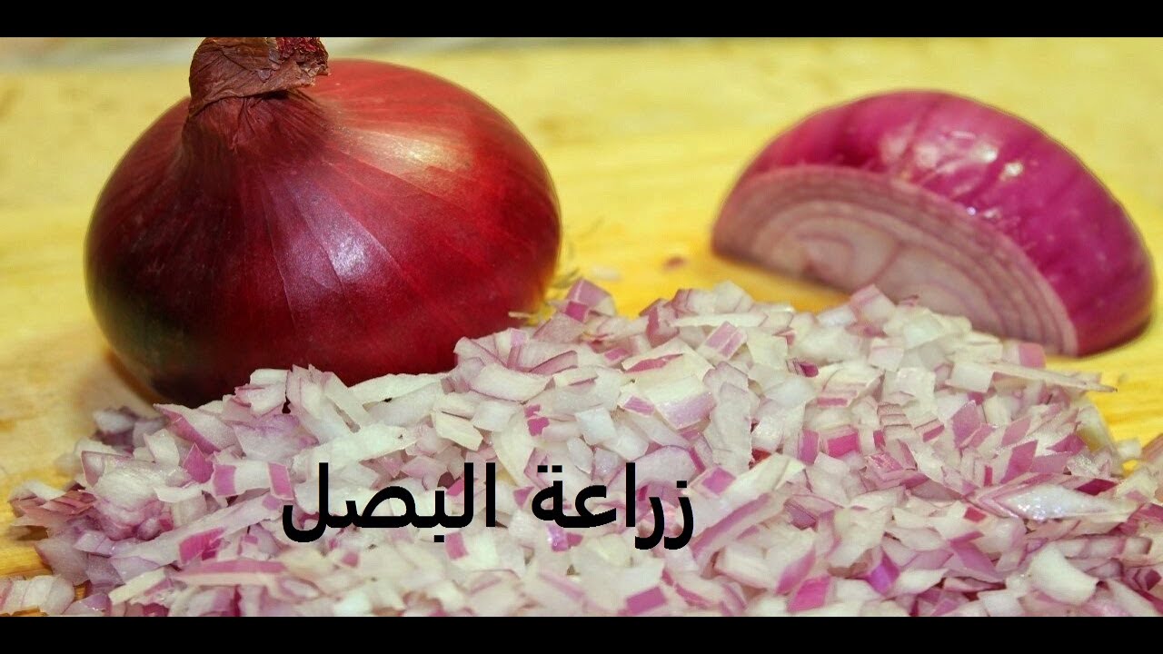 بصل الاخضر وبصل تخزين طرق تكاثر وتسميد ورى Onions حلقة 254