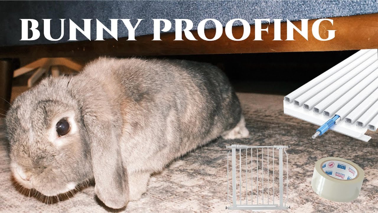 Всё, что разрушил мой домашний кролик 🐰 Как обезопасить свой дом и кролика | Советы по защите от ...