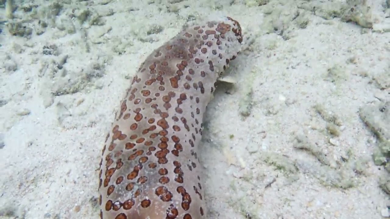 一人でシュノーケル＆素潜り　沖縄本島　今帰仁村　ウサバマ　サンゴが素晴らしいです！魚の数も多いです！2025年2月24日