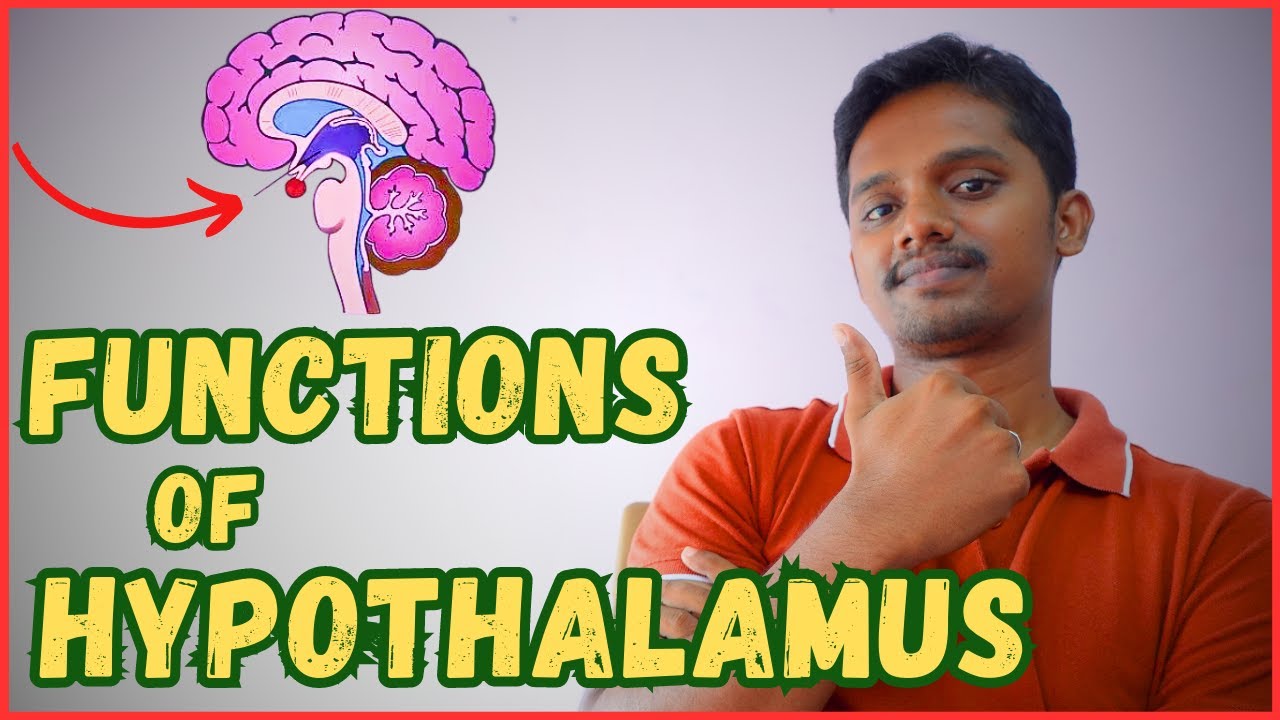 FUNCTIONS OF HYPOTHALAMUS IN TAMIL