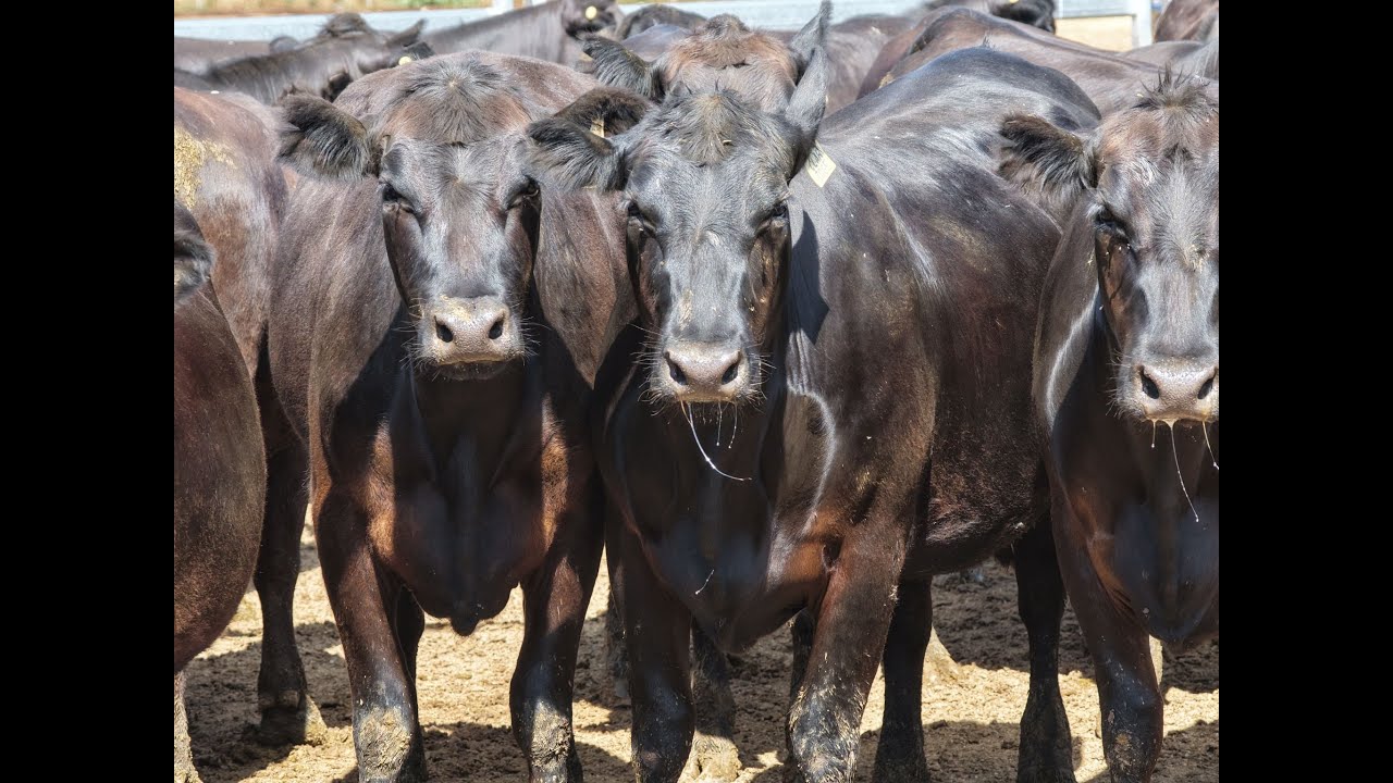 Claridge Ag - 40 Angus PTIC Heifers