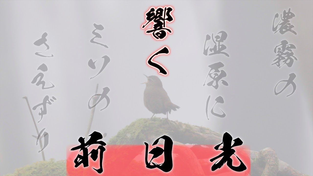 【野鳥撮影】前日光 井戸湿原で野鳥を探そう！【濃霧】