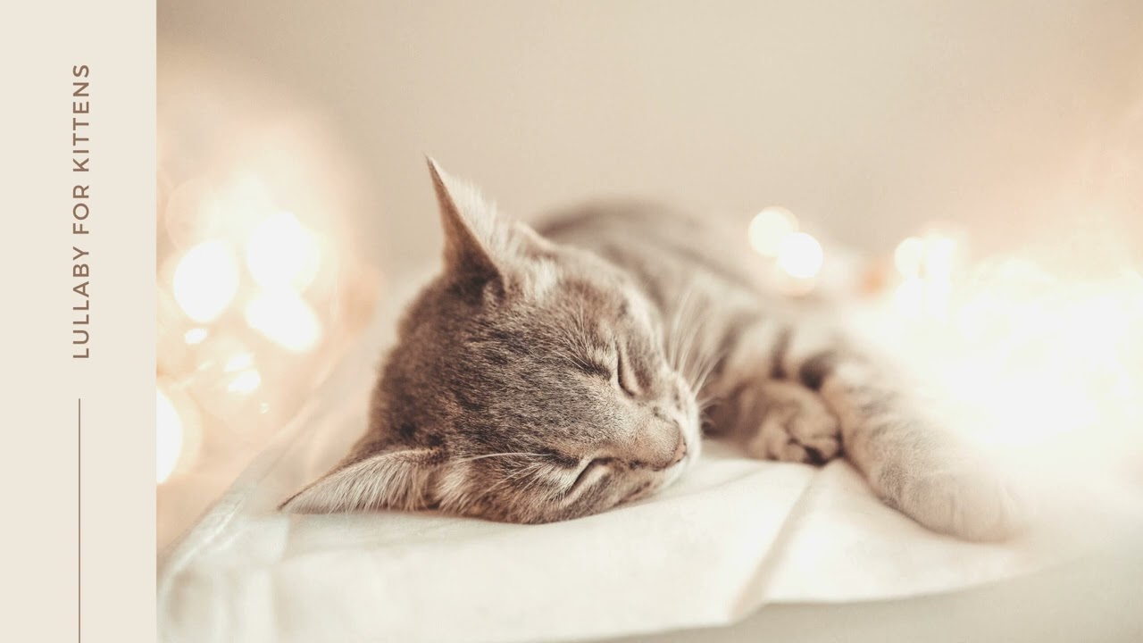 Lullaby for kittens with anxiety😽 [30 mins piano music for cats]