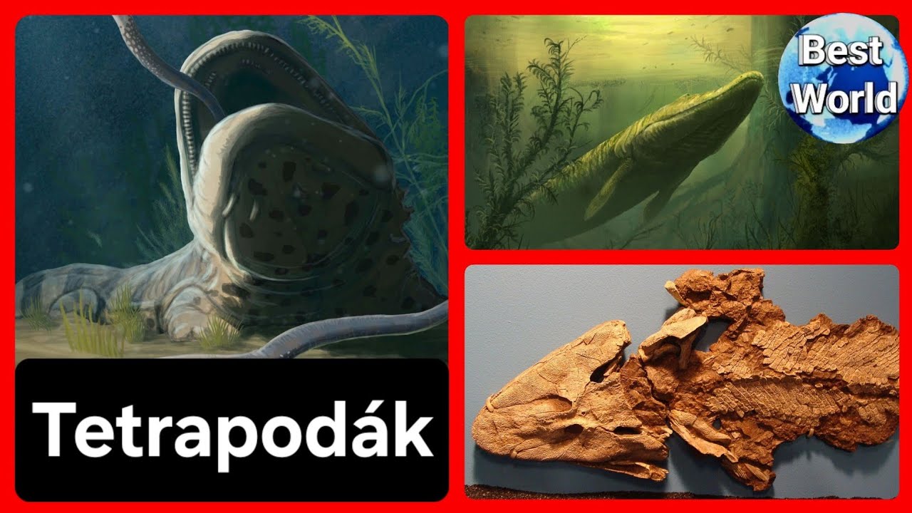 A pillanat, amitől minden megváltozott - Tetrapodák evolúciója