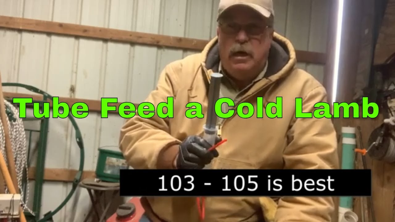 Tube Feeding a Lamb, Saving a Cold Lamb