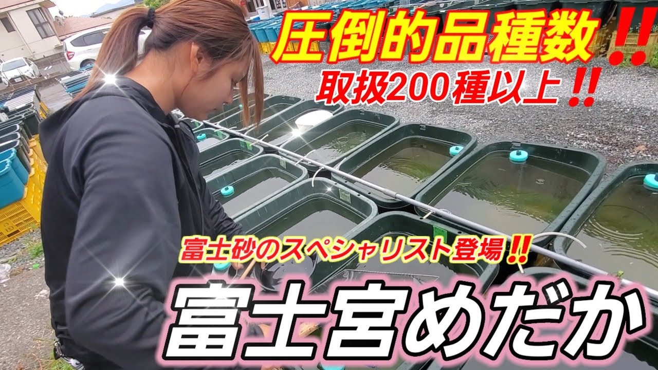 静岡県‼️【取扱品種200以上】富士砂のスペシャリスト登場【富士宮めだか】三色体外光ヒカリ.五式TypeR.ダニエル.バクラルド.安らぎAQUAちゃんねる