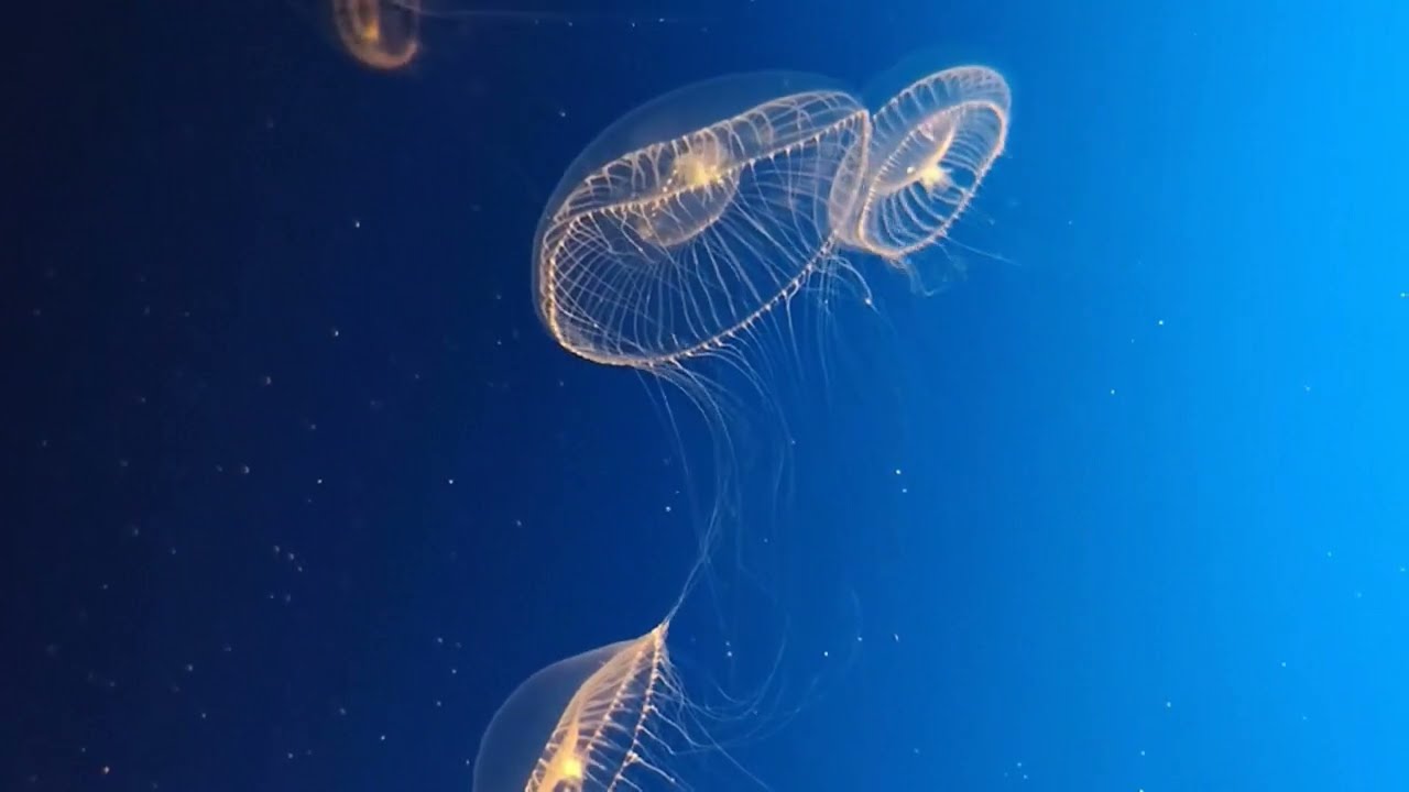 POV - Monterey Bay Aquarium, Monterey, California, USA