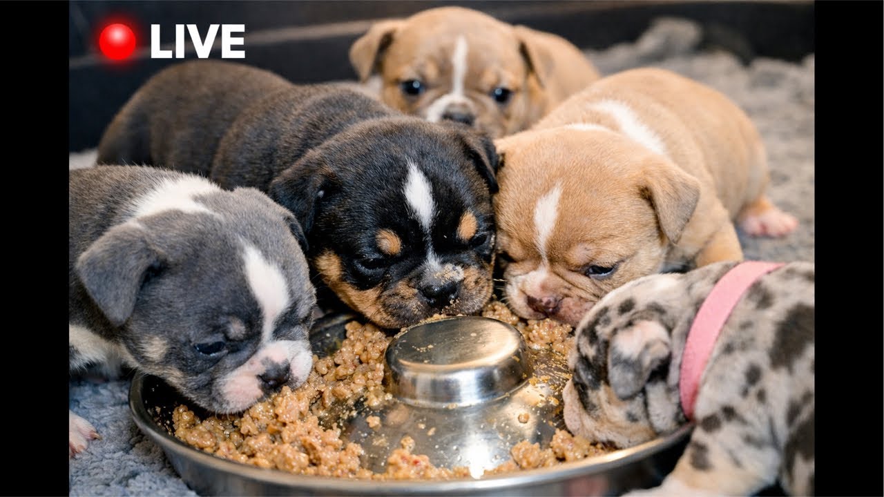 They’re Eating Like This Already?! 👀🐾 LIVE Puppy Cam