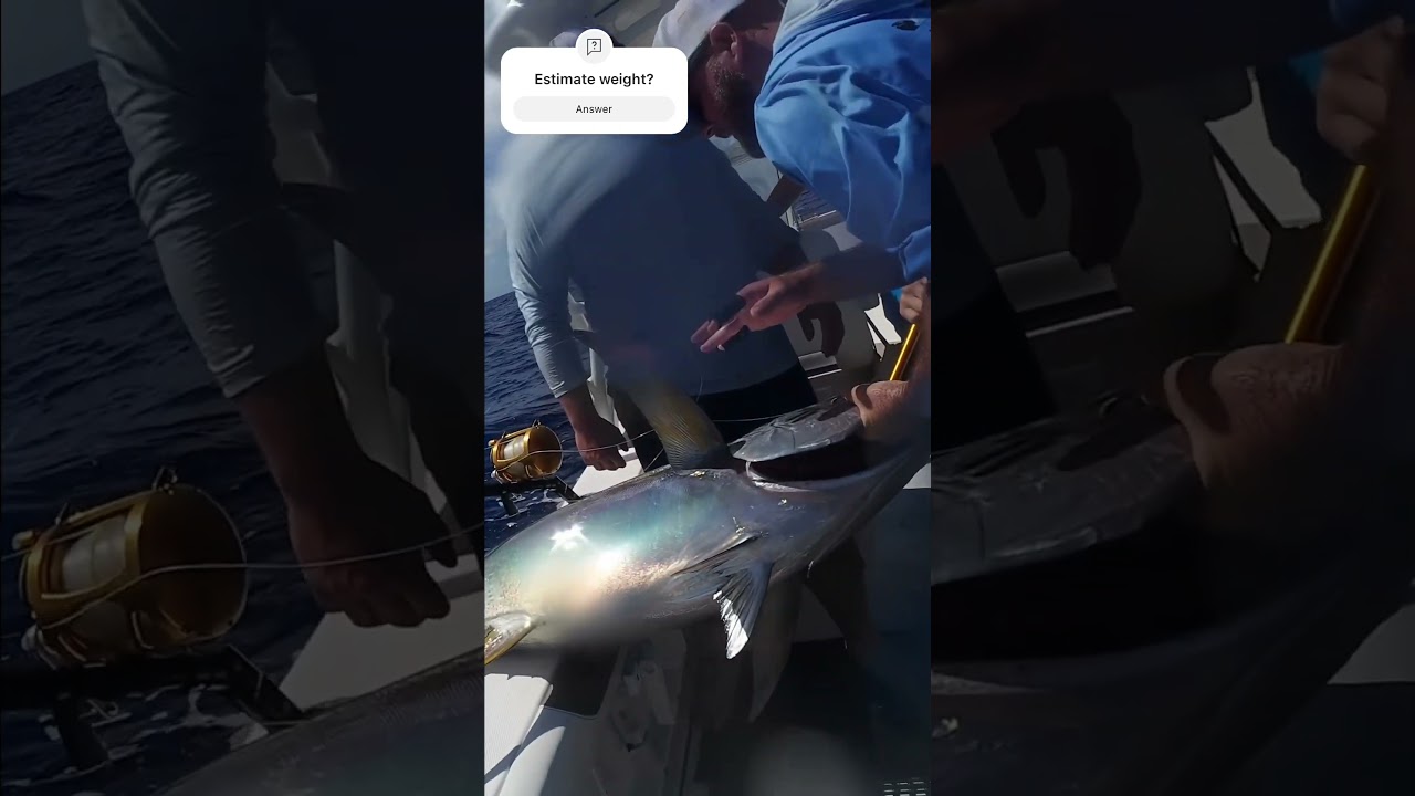 Large Yellowfin Tuna caught on live small Blackfin Tuna #curacao #drone #fishing #superyacht