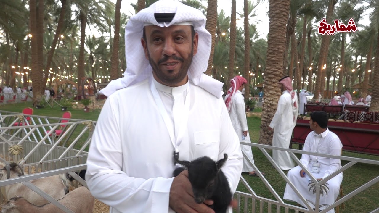 ملتقى الماعز القزم بالقصيم  (  الجزء الثاني )