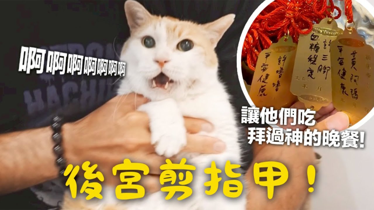 【黃阿瑪的後宮生活】後宮剪指甲！讓他們吃拜過神的晚餐！