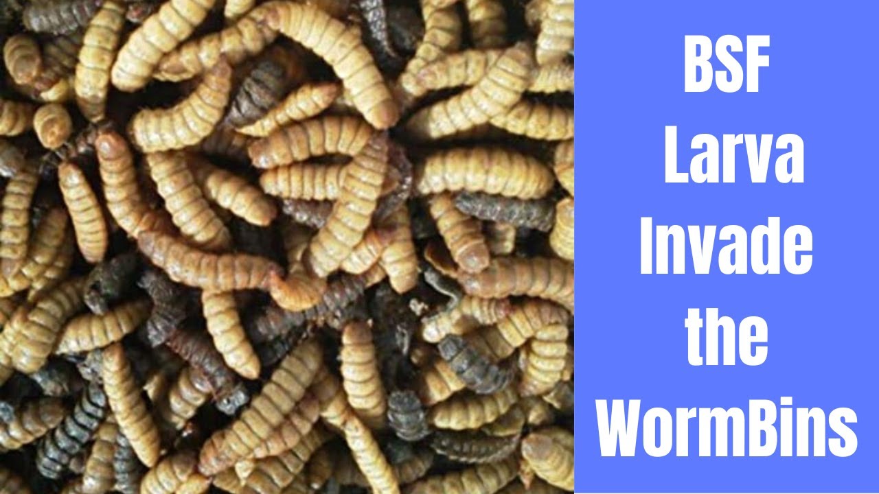 When BSF move in the Worm Bin!