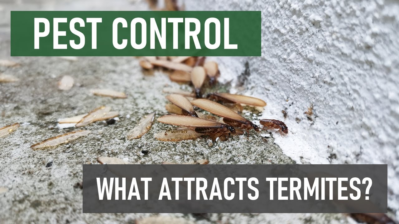 What Attracts Termites to Your Home?