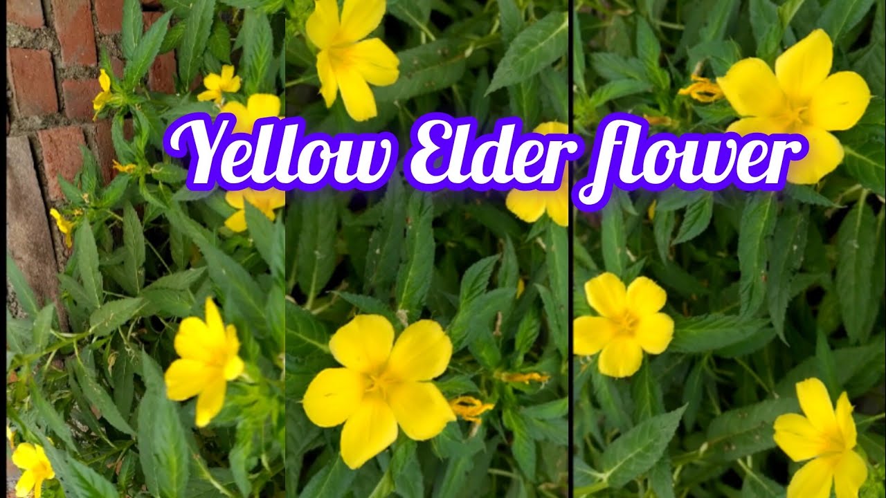 Evergreen yellow Elder /Butter Cup/turnera ulmifolia flowering plant growing tips