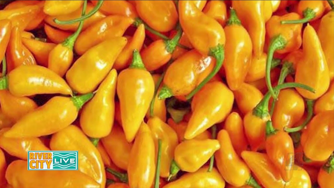 The History of the Datil Pepper | River City Live