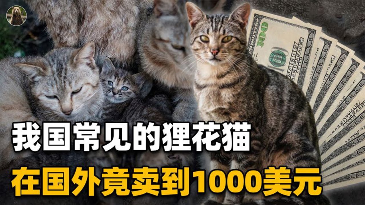 中国特有的狸花猫，一生只认一个主人，为何有人不愿养？【万物灵】