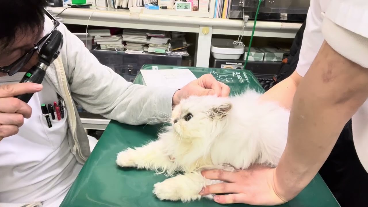 ②チンチラのクレアちゃんの診察、体重2550g→550g↓、消化器機能低下症、腸炎、お話