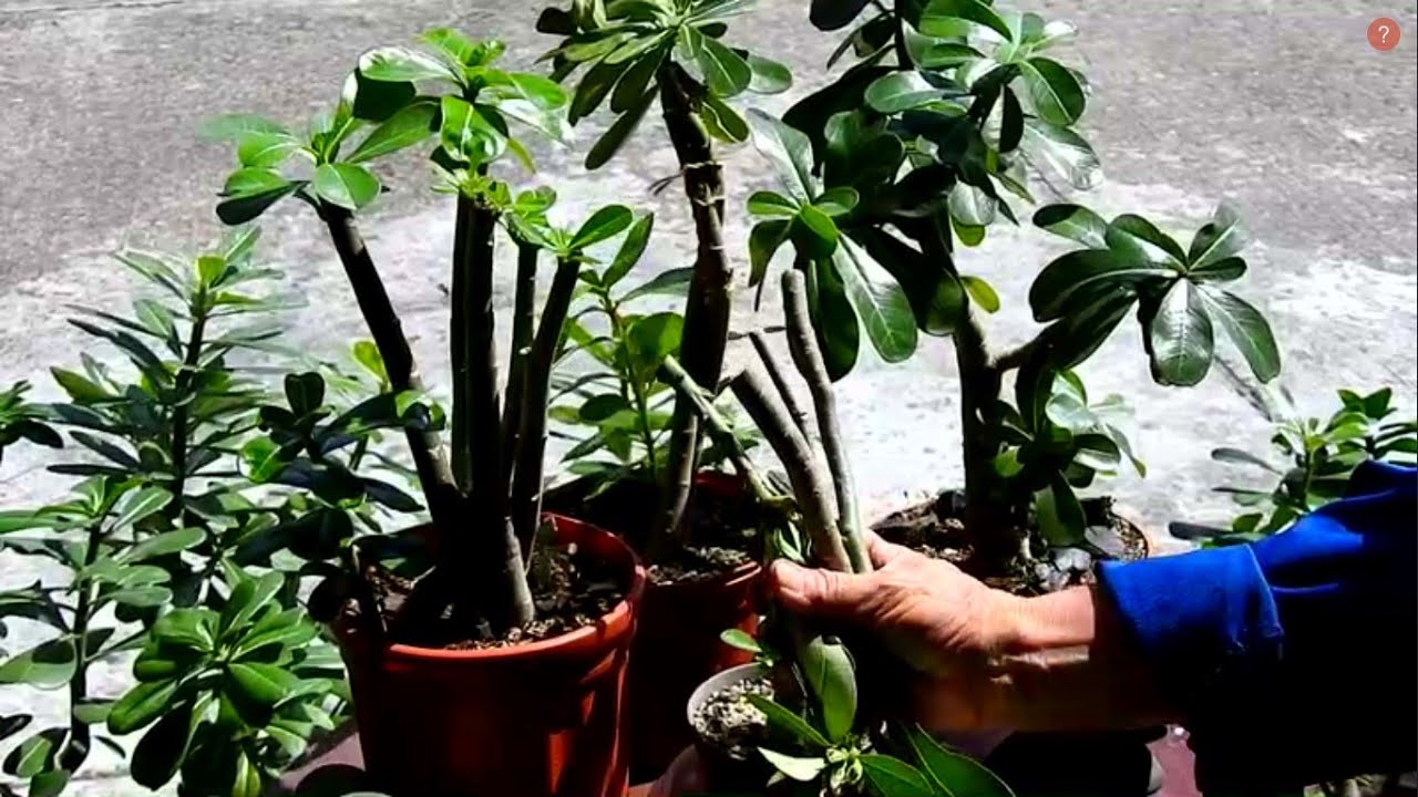 ROSA DEL DESIERTO,  CÓMO  CONSEGUIR   ENRAIZAR LOS  RECORTES