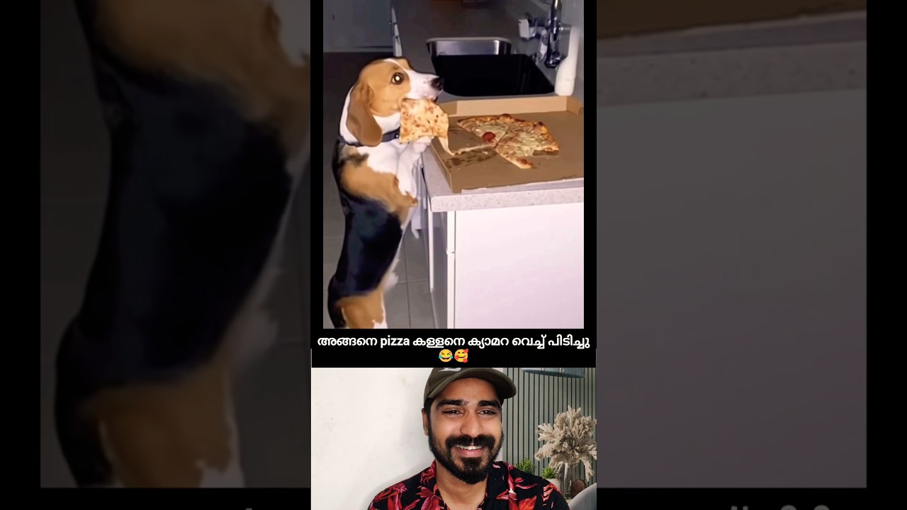 അങ്ങനെ കള്ളനെ കയ്യോടെ പിടിച്ചു🥰 