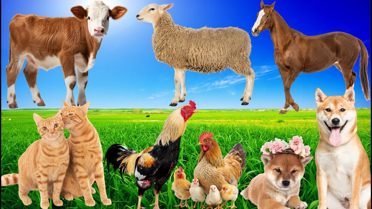 Lovely animal sounds compilation: calf, cat, chick, sheep, puppy, horse - Cute Animal Moments