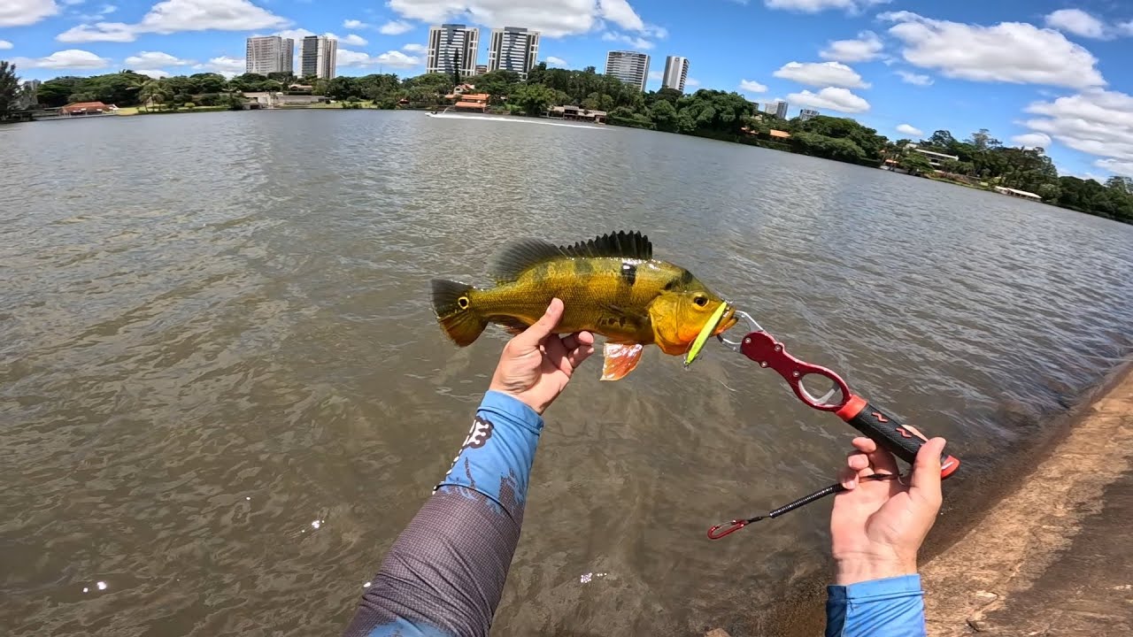Olha a cor desse tucunaré #pescaria #pesca #londrina 