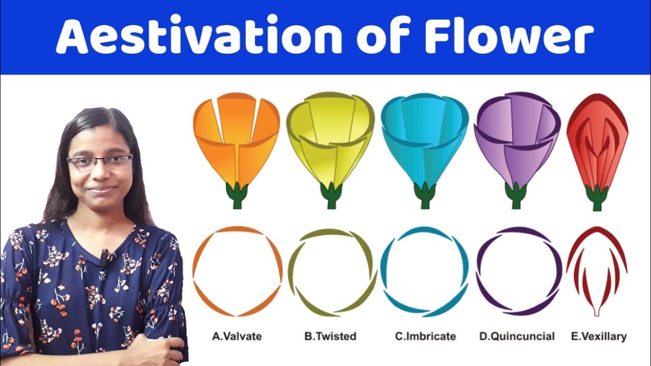 Aestivation of Flower