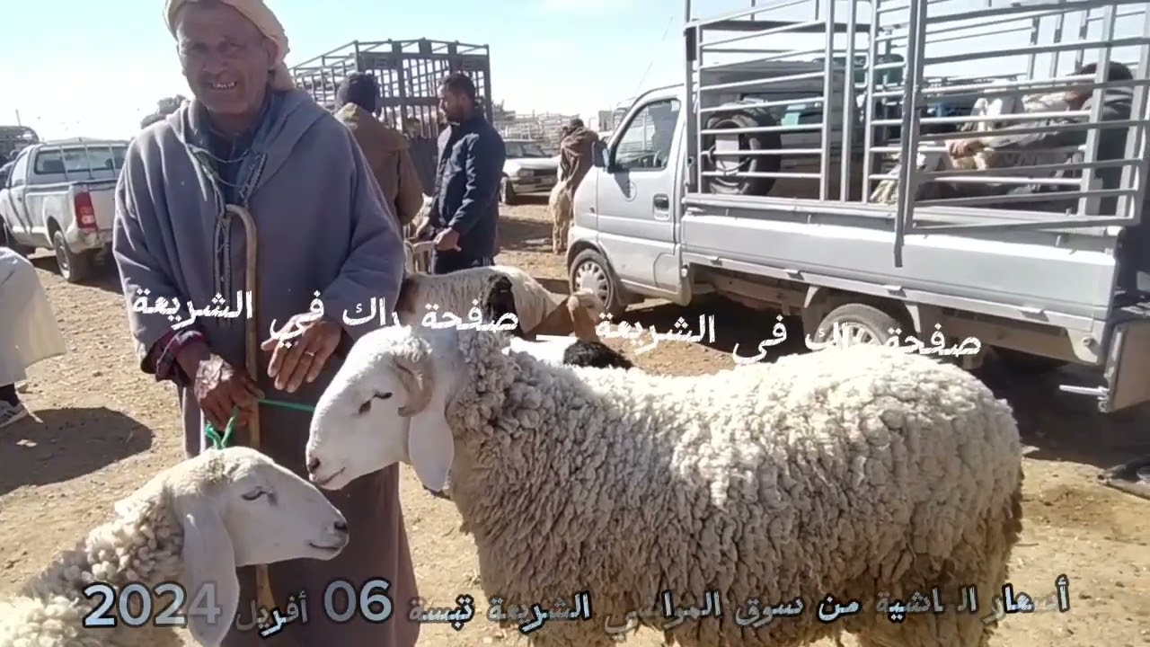 أسعار المواشي من سوق الشريعة تبسة 06 أفريل 2024